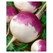 White Globe Purple TOP Turnip 5 LB.