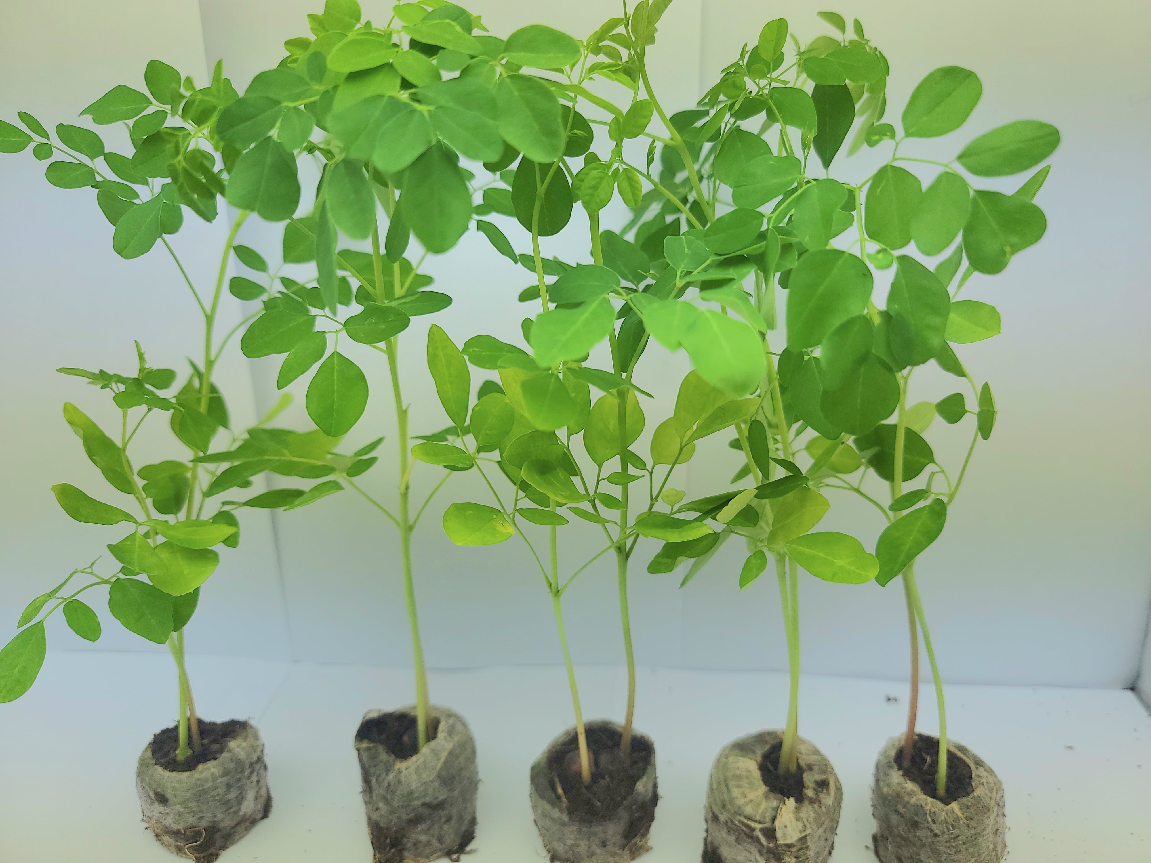 Moringa Plants 5 Live Moringa Trees Partial to Full Sun with Free Moringa Seeds