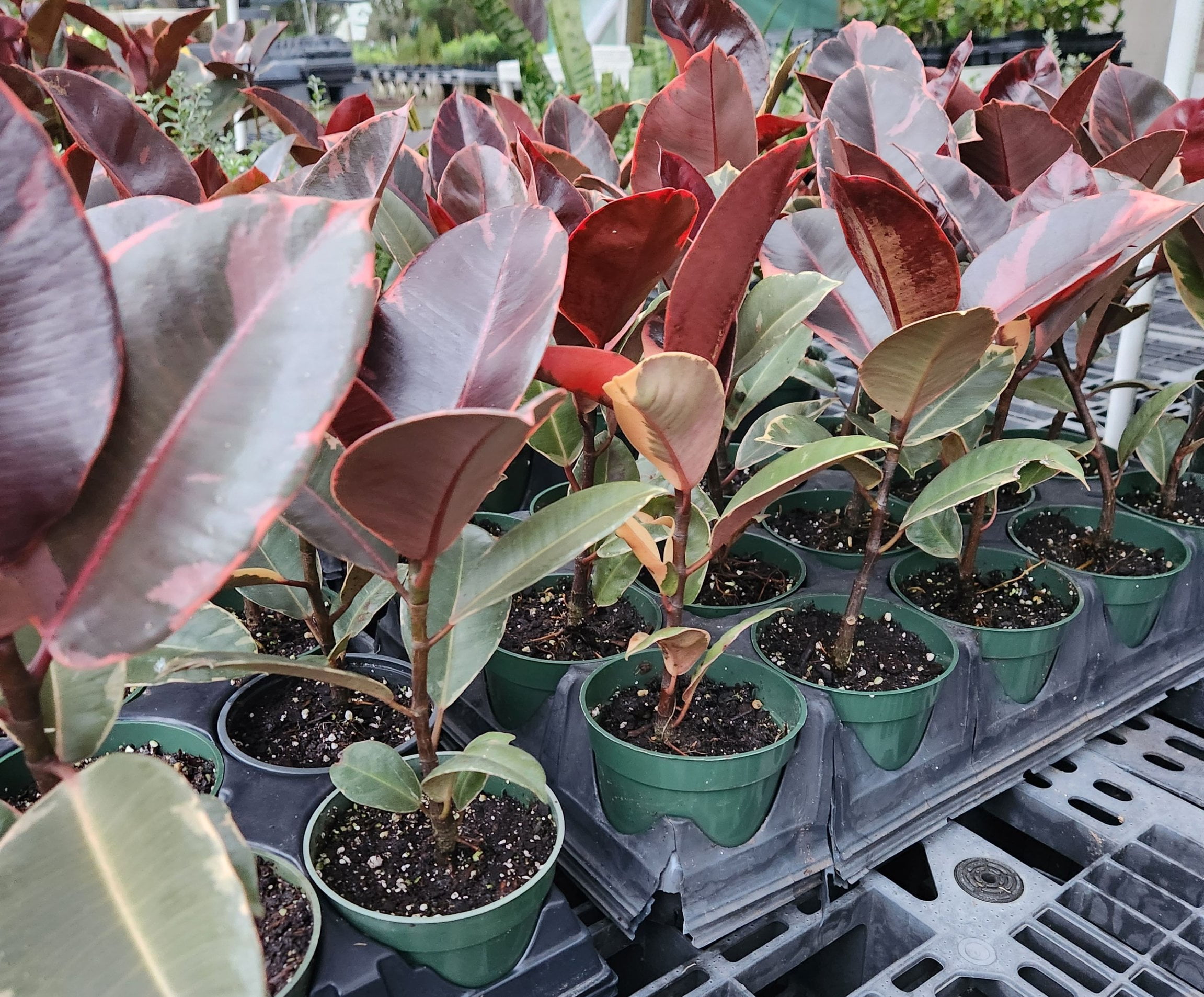 Live Ficus Elastica 'Ruby' Variegated Rubber Tree, Indoor Plant in 4 Inch  Pot - Walmart.com