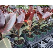 Ficus elastica Ruby Variegated Rubber Tree 4 Inch Pot