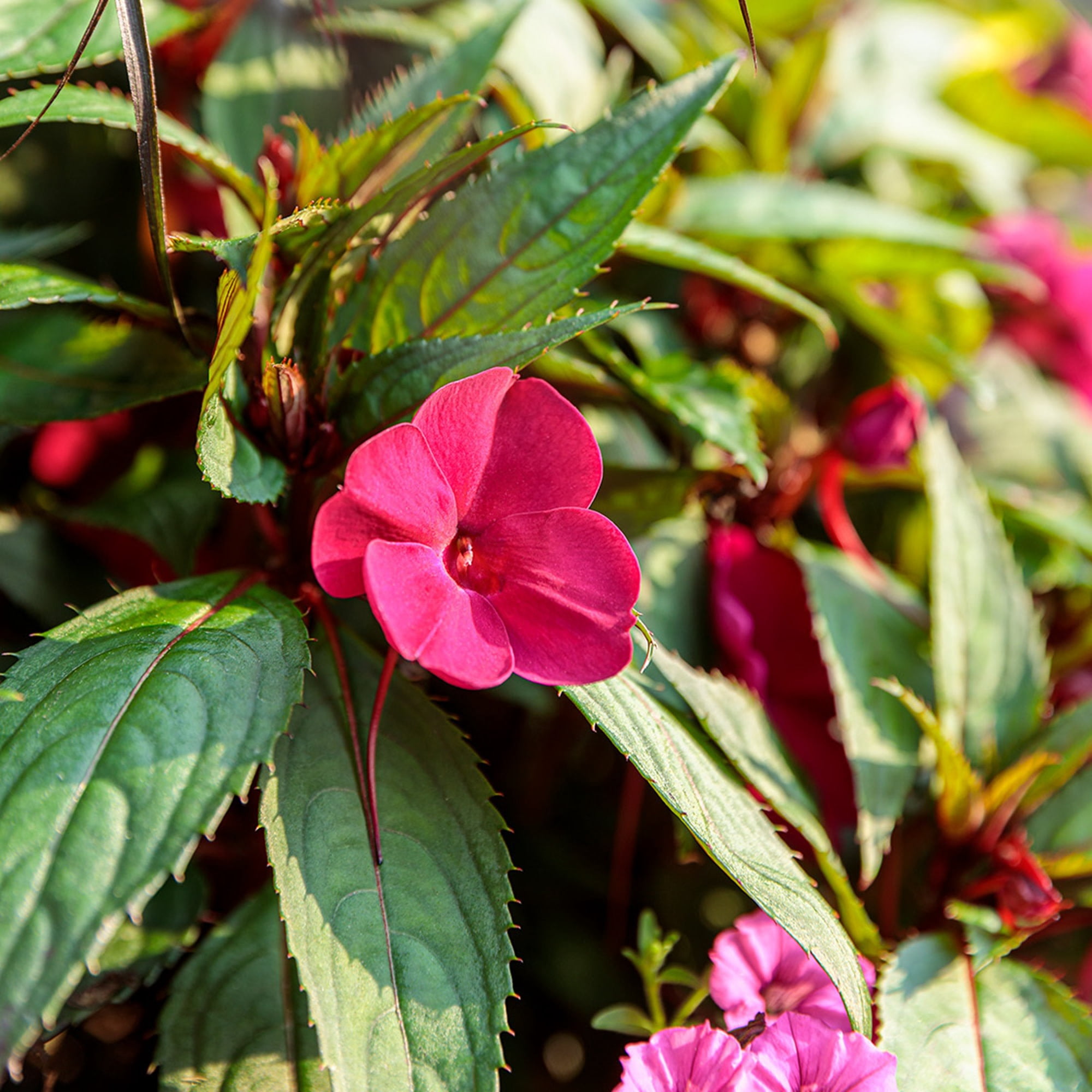 Proven Winners 8" SunPatiens Compact Hot Pink Impatiens Live Plant in 6.5" Pot