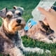 thumbnail image 2 of 2 botellas de agua portátiles para perros y mascotas al aire libre, 2 of 8