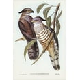 thumbnail image 2 of Gould, John 17x24 Gold Ornate Wood Framed with Double Matting Museum Art Print Titled - Crested Hawk-Lepidogenys subcristatus, 2 of 4