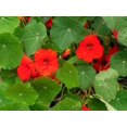 thumbnail image 4 of Empress of India Nasturtium Seeds (Tropaeolum nanum) - 50+ Non-GMO Heirloom Flower Seeds for Planting by Isla's Garden Seeds, 4 of 8