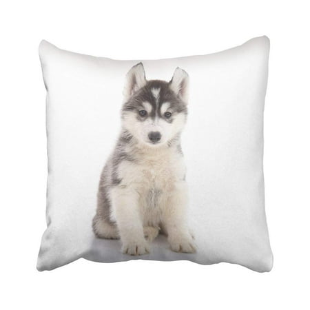 Artjia Black Adorable Cute Siberian Husky Puppy Sitting On White