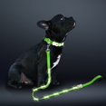 thumbnail image 1 of Correa LED para perro, color lavanda, recargable, 1,5 m, con doble asa, 1 of 6
