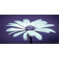 thumbnail image 2 of Frank, Assaf 32x18 Black Ornate Wood Framed with Double Matting Museum Art Print Titled - Daisy Flower, 2 of 4