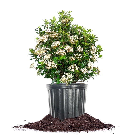 Perfect Plants Spring Bouquet Viburnum 3 Gallon