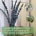 thumbnail image 4 of 10Pack Natural Dried Eucalyptus Bundle,Preserved Fresh Eucalyptus Branches for Flower Arrangements W, 4 of 5