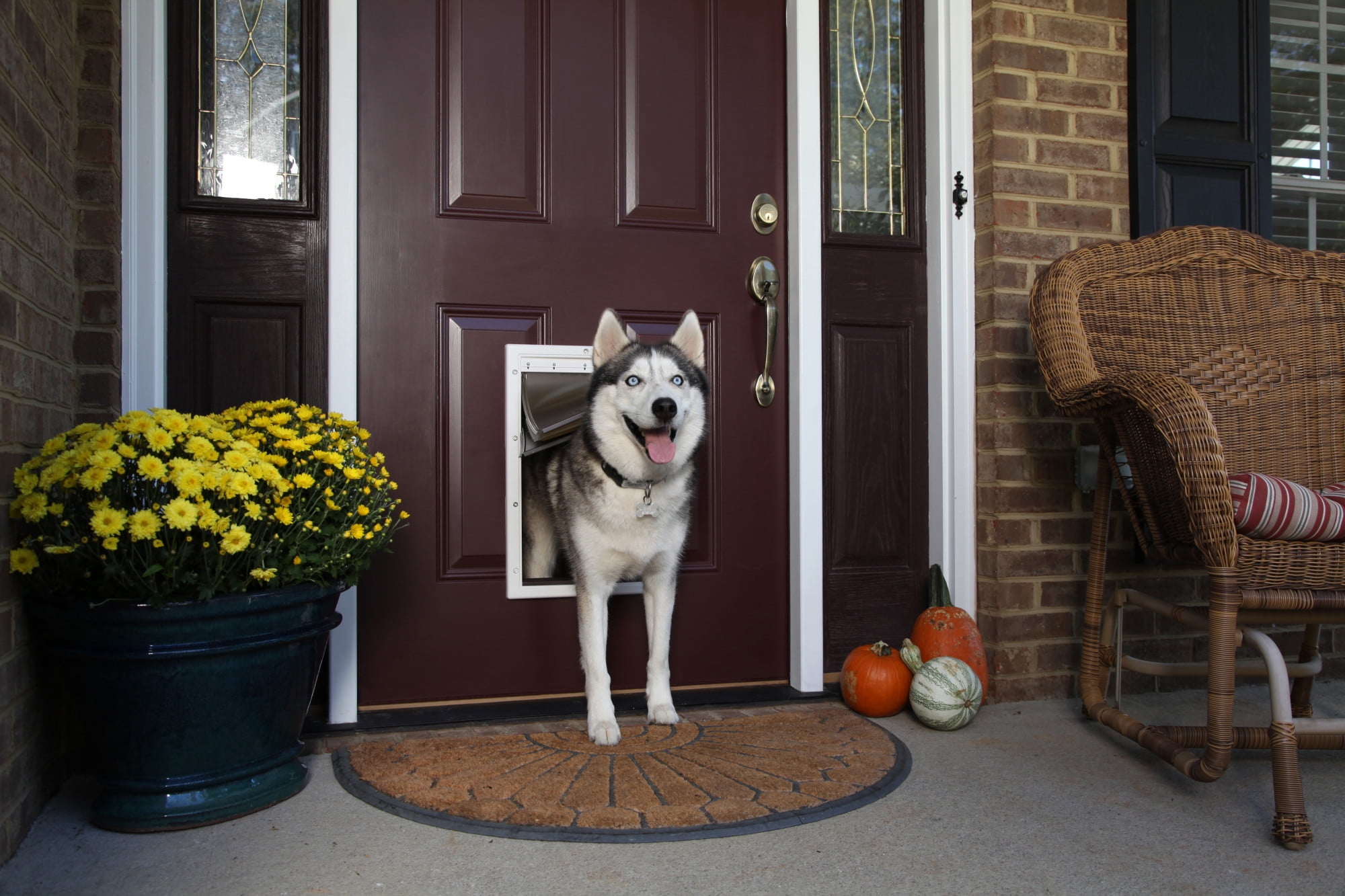 PetSafe Extreme Weather Pet Door for Dogs and Cats Energy Efficient Small Walmart