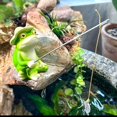 thumbnail image 3 of Figurines, frog shapes, resin crafts, garden decorations, 3 of 4