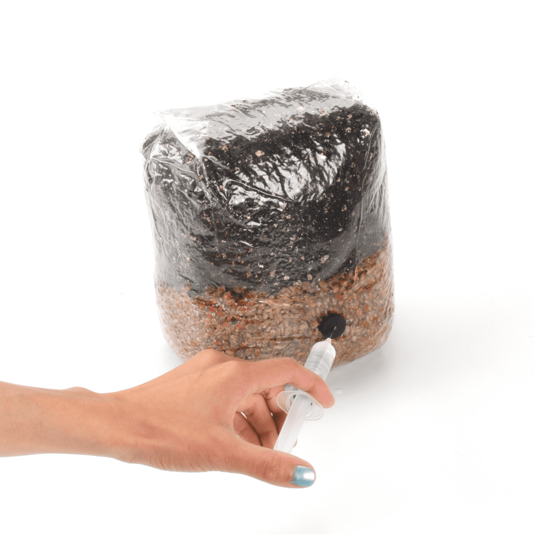 Buy All-In-One Mushroom Grow Bag 5 pounds - Sterilized mushroom media ...