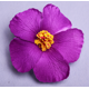 thumbnail image 1 of KAKOWELY 10 flores de hibisco artificiales: decoraciones hawaianas tropicales para fiestas de verano y eventos en interiores y exteriores - Flores de hibisco artificiales, 1 of 4