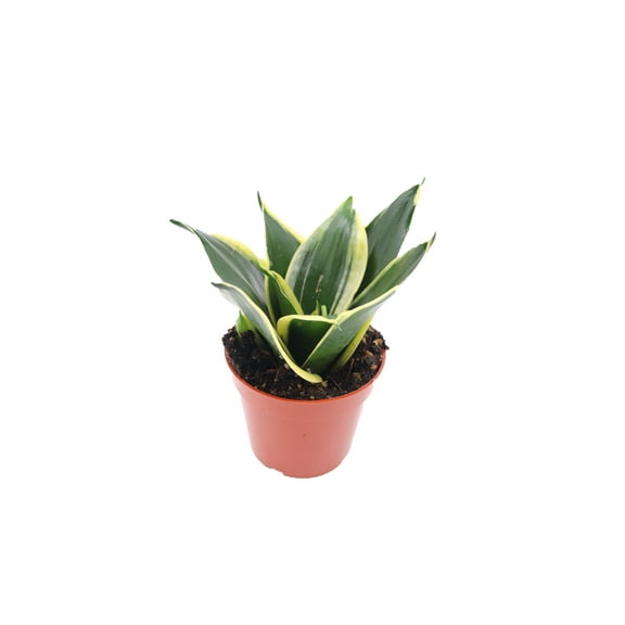 Snake Plant Sansevieria Black Gold - 4" from California Tropicals