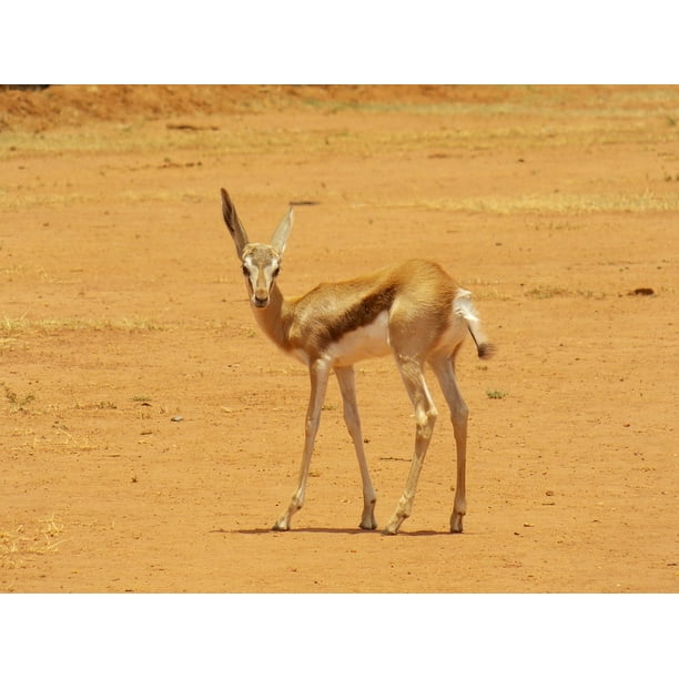 Canvas Print Wildlife Springbok Gazelle Animal African Mammal Stretched Canvas 10 X 14 Walmart Com Walmart Com