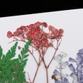 thumbnail image 4 of Hojas Prensas Flores Secas Zulema 25x Mixtas para DIY, 4 of 8