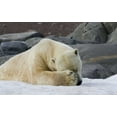 thumbnail image 2 of Young, Bill 14x10 Gold Ornate Wood Framed with Double Matting Museum Art Print Titled - Norway, Svalbard Polar bear sleeping on snow, 2 of 4