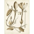 thumbnail image 2 of Vision Studio 19x24 Black Ornate Wood Framed with Double Matting Museum Art Print Titled - Ochre Botanical IV, 2 of 4