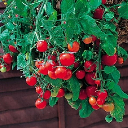 Sweet Million Tomato Seeds Tomato Garden Seeds - Tumbling Tom Red - 100 Seeds - Non-GMO, Vegetable Gardening Seed - Super Sweet ()