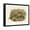 Black Frame, variant on Art.com Gould Pheasants I Art Print by John Gould, 16" x 12"