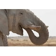 thumbnail image 2 of Kaveney, Wendy 32x23 Black Ornate Wood Framed with Double Matting Museum Art Print Titled - Portrait of African elephant, Etosha NP, Namibia, 2 of 4