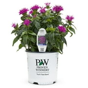 Proven Winner 2.5QT Monarda