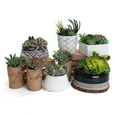 thumbnail image 5 of Bornbridge Artificial Succulent Plants in Planter - Mini Succulent Plants - Mica, 5 of 5