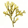 thumbnail image 2 of Green, Jacob 20x20 White Modern Wood Framed Museum Art Print Titled - Suspended Seaweed I, 2 of 4