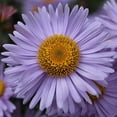 thumbnail image 1 of HJADGG Perennial NEW ENGLAND ASTER Mixed 40-50 Seeds -High Germination, Seed, Easy To Grow, 1 of 2