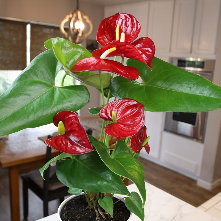 Red Anthurium Flamingo Flower Houseplant | 6in Decor Pot; Indirect Light | Element by Altman Plants