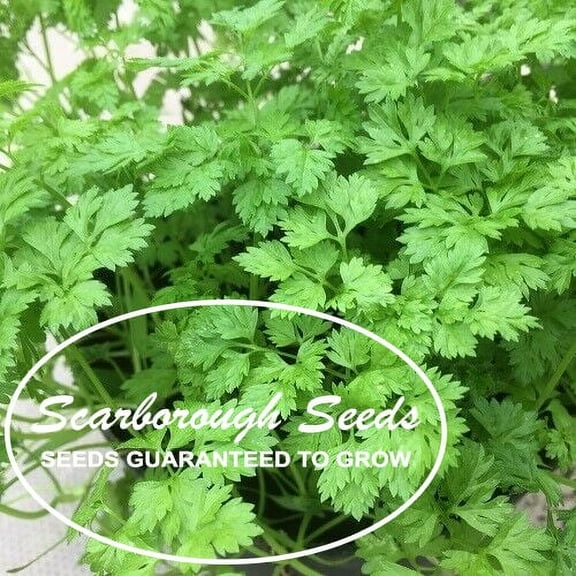 SCARBOROUGH SEEDS Winter Chervil, French Parsley, NON-GMO, Heirloom, 500 Seeds