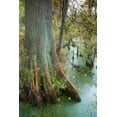thumbnail image 2 of Miller, Anna 17x24 White Modern Wood Framed Museum Art Print Titled - Bold Cypress Swamp-Twin Swamps Nature Preserve-Indiana-Midwest-USA, 2 of 4