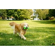 Hartz Dura Play Bone Dog Toy, Large, Color Will Vary,