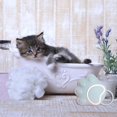 thumbnail image 3 of Cepillo de pa mascotas Peine de Aseo 2 en 1 pa cachorro de Azul Yuyangstore Cepillo de masaje para gatos, 3 of 7