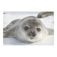thumbnail image 2 of MKHERT Weddell Seal Pups Doormat Rug Home Decor Floor Mat Bath Mat 23.6x15.7 inch, 2 of 3