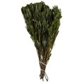 thumbnail image 1 of Vickerman H1PLT112-1 18-24 Po. Oasis Feuillage Vert avec Ensemble de 10 oz, 1 of 1