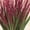 Shades of Red, variant on Collections Etc Decorative Grass Bushes - Set Of 3, Shades Of Red