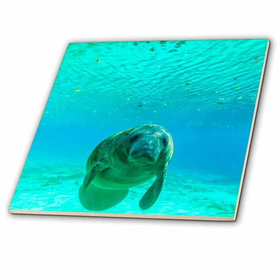 3dRose, Manatee Swimming, Crystal River, Florida, 6 Inch Ceramic Tile