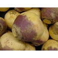 thumbnail image 4 of Rutabaga American Purple Top Great Heirloom Vegetable 4,000 Seeds, 4 of 4