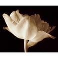 thumbnail image 3 of Britt, Charles 24x20 Black Modern Framed Museum Art Print Titled - Champagne Tulip IV, 3 of 5