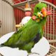 thumbnail image 4 of unbranded 100Ud Almohadillas Para Jaula De Pájaros Resistente Y Para Uso En Mascotas, 4 of 8
