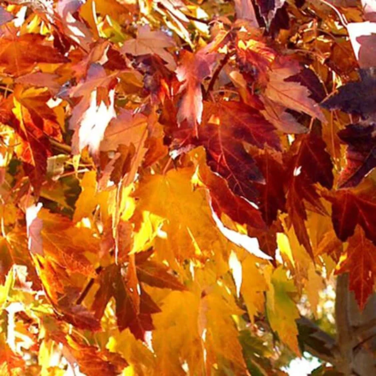 Expert Gardener 3-4 ft. tall Sienna GlennMaple Live Tree in 7- Gallon Grower Pot