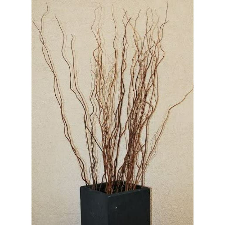 Curly Willow – PetalDriven