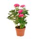 thumbnail image 5 of Soporte para plantas Jardín Unique Bargains Anillos Hierro Dorado Paquete de 1, 5 of 5