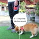 thumbnail image 5 of Correa de perro retráctil con linterna LED, correas de seguridad para caminar para perros peque Carevas Correa de tracción, 5 of 7