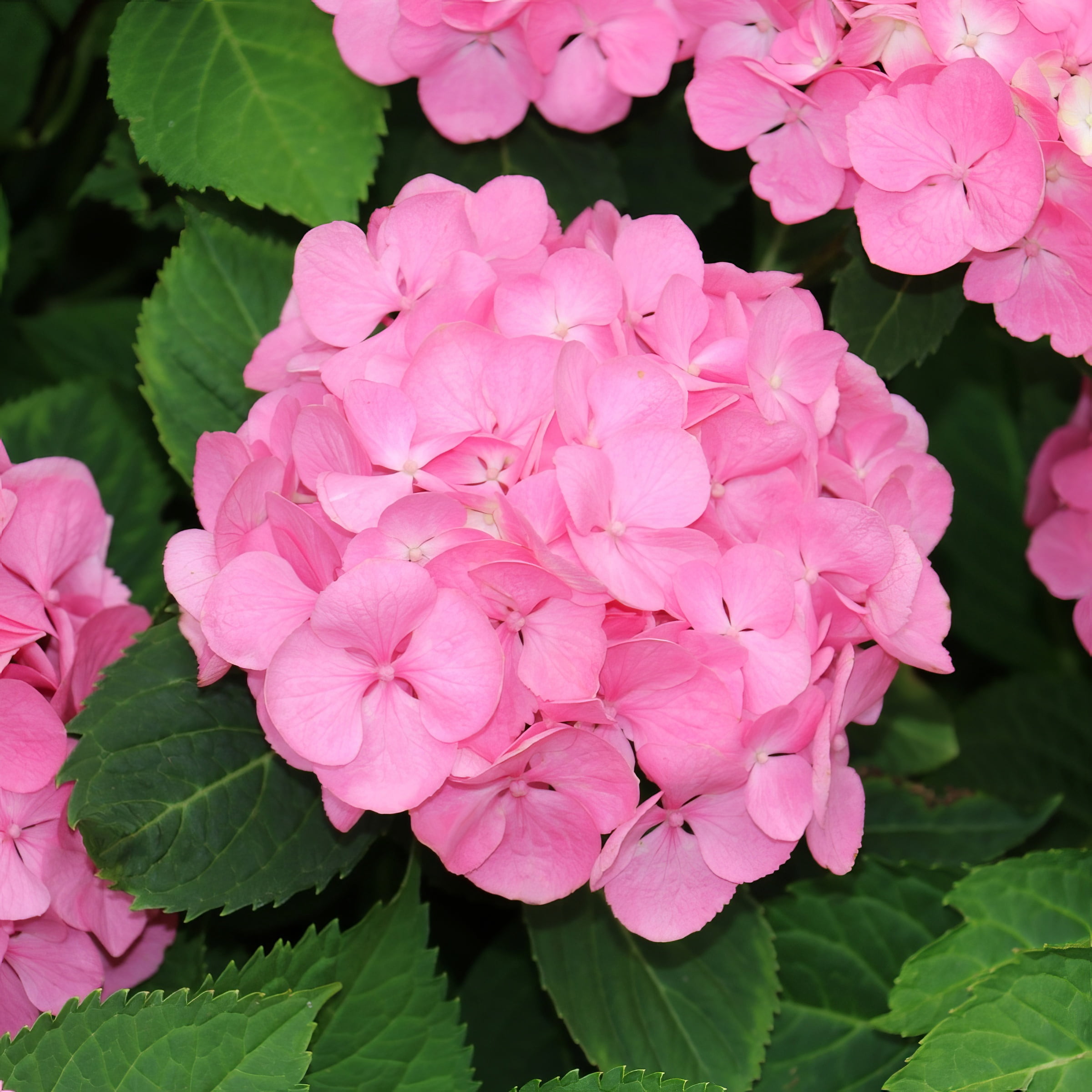 4" Hydrangea '3N1' Live Shrub with Partial Sunlight (3-Pack)
