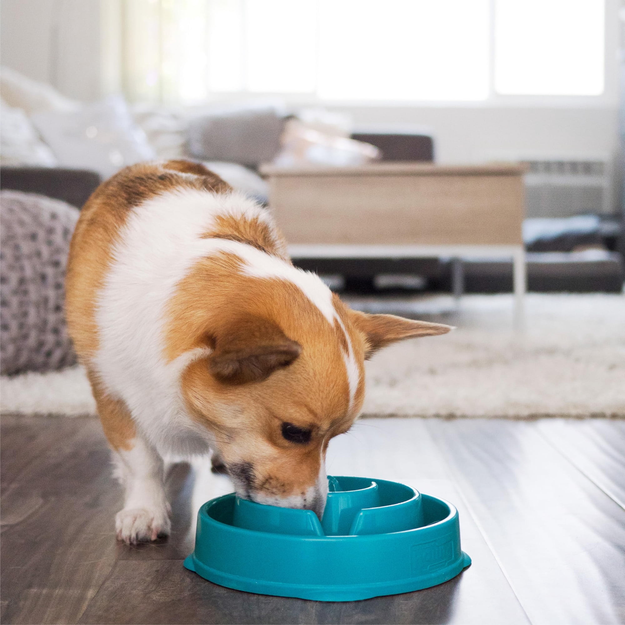 Slow feed bowl, 2 cups, for small/medium pets. Non-slip maze design slows eating, aids digestion, prevents bloating. Turquoise/green pattern.