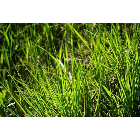 LAMINATED POSTER Green Halme Grass Meadow Grasses Shady Poster Print 24 x (Best Grass For Shady Areas In The South)