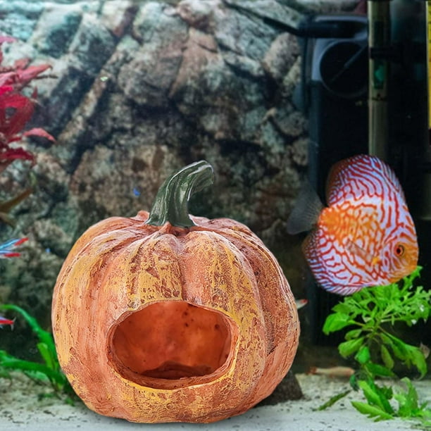Pumpkin fish tank 2025