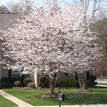 Yoshino Cherry Tree Walmart Com